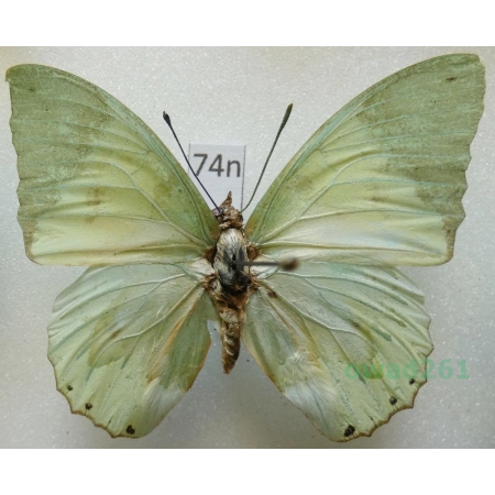 Charaxes eupale (Drury, 1782) Madagascar 51mm74n